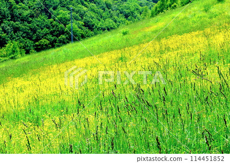 Flowers at Kashimayari Ski Resort in June 114451852