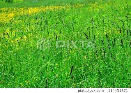Flowers at Kashimayari Ski Resort in June 114451871