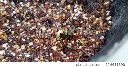 黃秋葵在黑鍋裡發芽 黃秋葵在黑鍋裡發芽 114451890