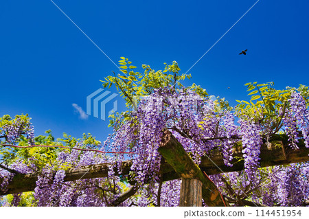藤鷲塚的紫藤盛開 114451954