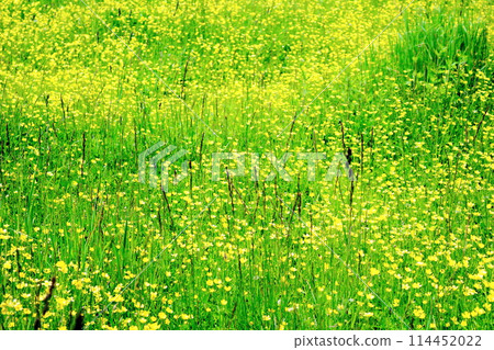 Flowers at Kashimayari Ski Resort in June 114452022
