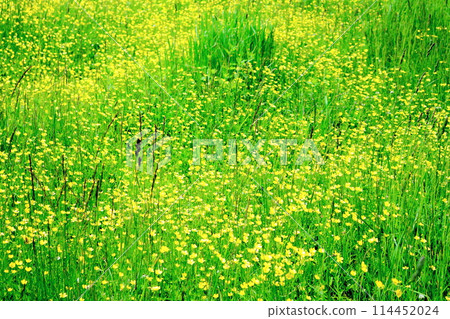 Flowers at Kashimayari Ski Resort in June 114452024