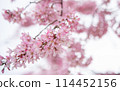 櫻桃樹 114452156