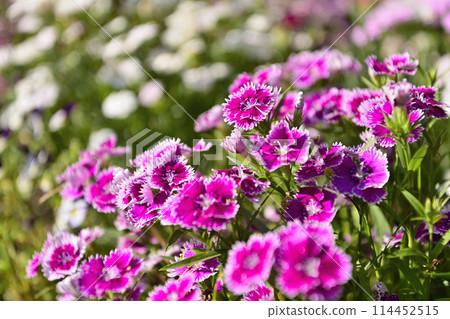Scenery with dianthus 114452515
