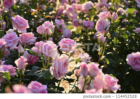 Rose scenery 114452528
