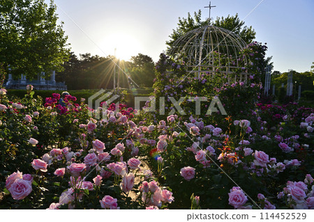 Rose scenery 114452529
