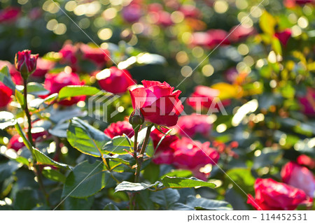 玫瑰的風景 114452531