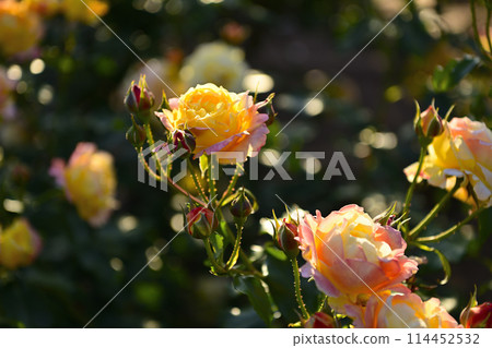 玫瑰的風景 114452532