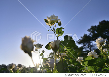 Rose scenery 114452537
