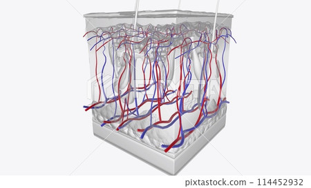 The fenestrated capillary network (choriocapillaris) is a unique anastomosed network of capillaries ascending 114452932