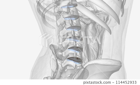 The intervertebral disc (IVD) is important in the normal functioning of the spine The intervertebral disc (IVD) is important in the normal functioning of the spine 114452933