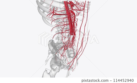 The abdominal arteries arise from the abdominal aorta and are comprised of three groups of arteries 114452940