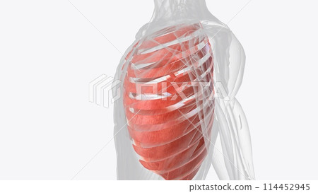 The muscles of the thorax include both the diaphragm as well as the muscles of the thoracic cage The muscles of the thorax include both the diaphragm as well as the muscles of the thoracic cage 114452945