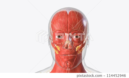 The central nervous system is the brain and spinal cord, while the peripheral nervous system consists of everything else The central nervous system is the brain and spinal cord, while the peripheral nervous system consists of everything else 114452946