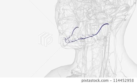The inferior alveolar artery (inferior dental artery) is an artery of the head 114452958