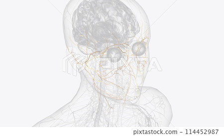The facial nerve is the 7th cranial nerve and carries nerve fibers that control facial movement and expression 114452987