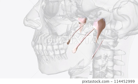 Connective tissue of jaw 114452999
