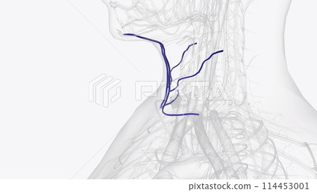 The anterior jugular vein is a vein in the neck 114453001