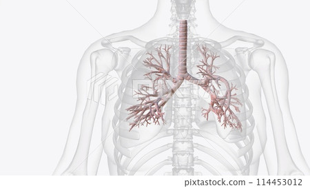 The tracheobronchial tree is composed of tubular structures of varying sizes that conduct air and secretions The tracheobronchial tree is composed of tubular structures of varying sizes that conduct air and secretions 114453012