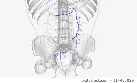 Branches of inferior mesenteric vein 114453029