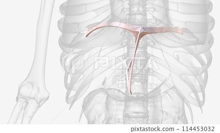 Liver ligaments are double-layered folds of peritoneum that attach the liver to surrounding organs, or to the abdominal wall Liver ligaments are double-layered folds of peritoneum that attach the liver to surrounding organs, or to the abdominal wall 114453032