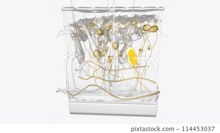 Skin Layers of Nervous system 114453037