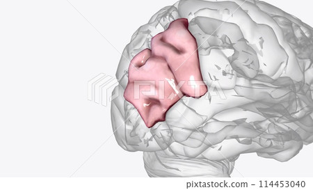 The angular gyrus is a region of the brain in the parietal lobe, that lies near the superior edge of the temporal lobe, and immediately posterior to the supramarginal gyrus The angular gyrus is a region of the brain in the parietal lobe, that lies near the superior edge of the temporal lobe, and immediately posterior to the supramarginal gyrus 114453040