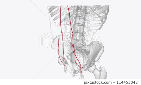Arterial supply to the abdomen is by the branches of the abdominal aorta Arterial supply to the abdomen is by the branches of the abdominal aorta 114453048
