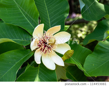 初夏玉蘭花盛開 114453081