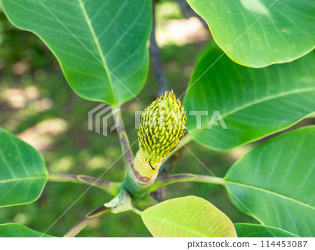 The flowerbed of the magnolia tree that remains after the flowers have fallen 114453087
