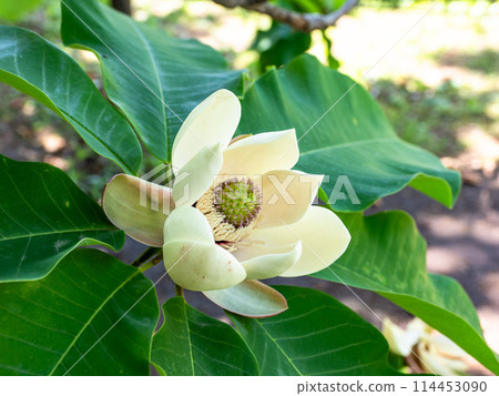Magnolia flowers starting to bloom 114453090
