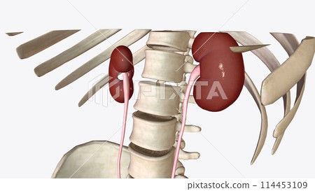 The kidneys are two bean-shaped organs, each about the size of a fist 114453109