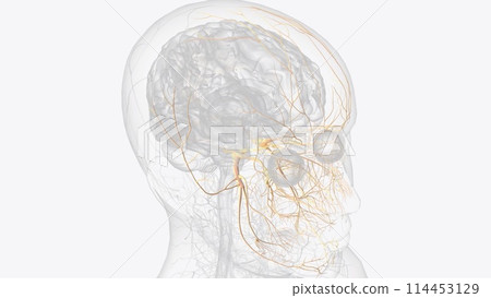 The trigeminal nerve, CN V, is the fifth paired cranial nerve. It is also the largest cranial nerve The trigeminal nerve, CN V, is the fifth paired cranial nerve. It is also the largest cranial nerve 114453129