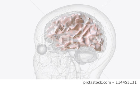 White matter is made up of a large network of nerve fibers (axons) in your brain that allows the exchange of information 114453131