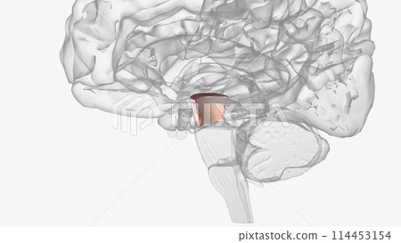 The cerebral peduncles ('crus cerebri') are a large collection of fiber bundles in the ventral midbrain, which originate in the cerebral cortex 114453154