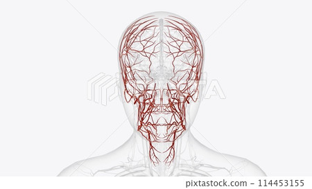 Branches of external carotid artery 114453155