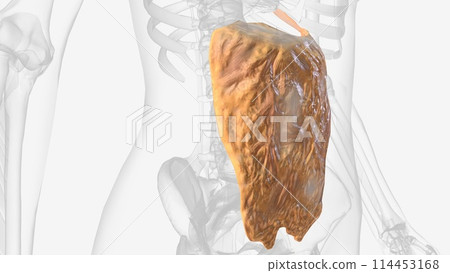 The greater omentum is a two-leaflet hammock 114453168
