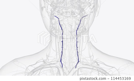 The vertebral vein is a paired vessel found in the transverse foramina of the cervical vertebrae on either side of the neck The vertebral vein is a paired vessel found in the transverse foramina of the cervical vertebrae on either side of the neck 114453169