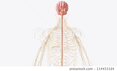 Brain spinal cord and nerves Brain spinal cord and nerves 114453184