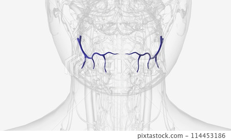 The inferior labial vein is the vein receiving blood from the lower lip The inferior labial vein is the vein receiving blood from the lower lip 114453186