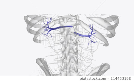 The renal vein is an asymmetrically paired vessel that carries the deoxygenated blood from the kidney to the inferior vena cava 114453198