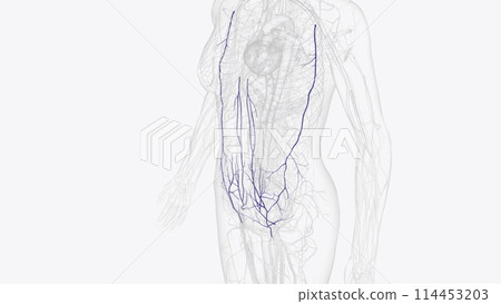 The veins of the abdomen drain deoxygenated blood and return it to the heart The veins of the abdomen drain deoxygenated blood and return it to the heart 114453203