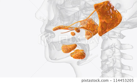 The salivary glands in many vertebrates including mammals are exocrine glands that produce saliva through a system of ducts 114453205