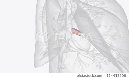 The right middle lobe bronchus is supplied from the right bronchial artery 114453206