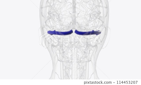 The transverse sinus (lateral sinus) is a paired venous vessel that runs through the tentorium cerebelli? 114453207
