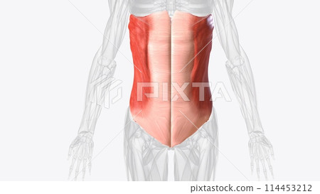 The abdominal muscles are the muscles forming the abdominal walls, the abdomen being the portion The abdominal muscles are the muscles forming the abdominal walls, the abdomen being the portion 114453212