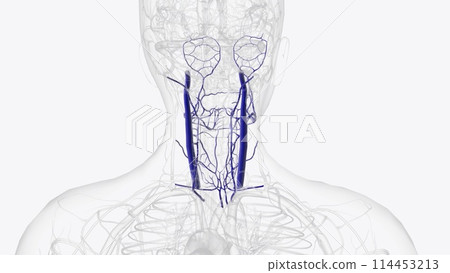 Tributaries of internal jugular vein 114453213