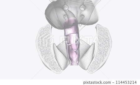 The serosa is the outer layer of the colon 114453214