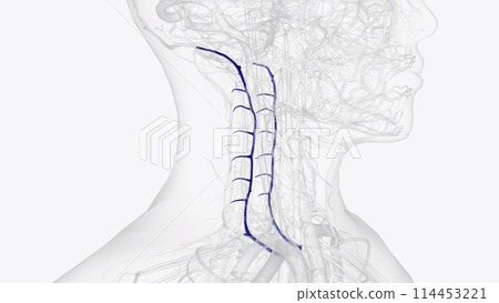 The vertebral vein is a paired vessel found in the transverse foramina of the cervical vertebrae on either side of the neck 114453221