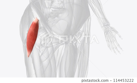 Gluteus minimus is the smallest muscle of the glutei Gluteus minimus is the smallest muscle of the glutei 114453222